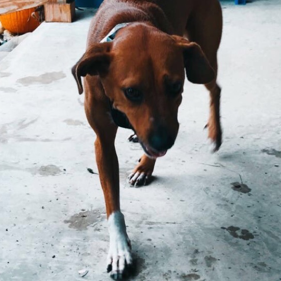 Meet your Posher, Emma - Picture 1 of 1